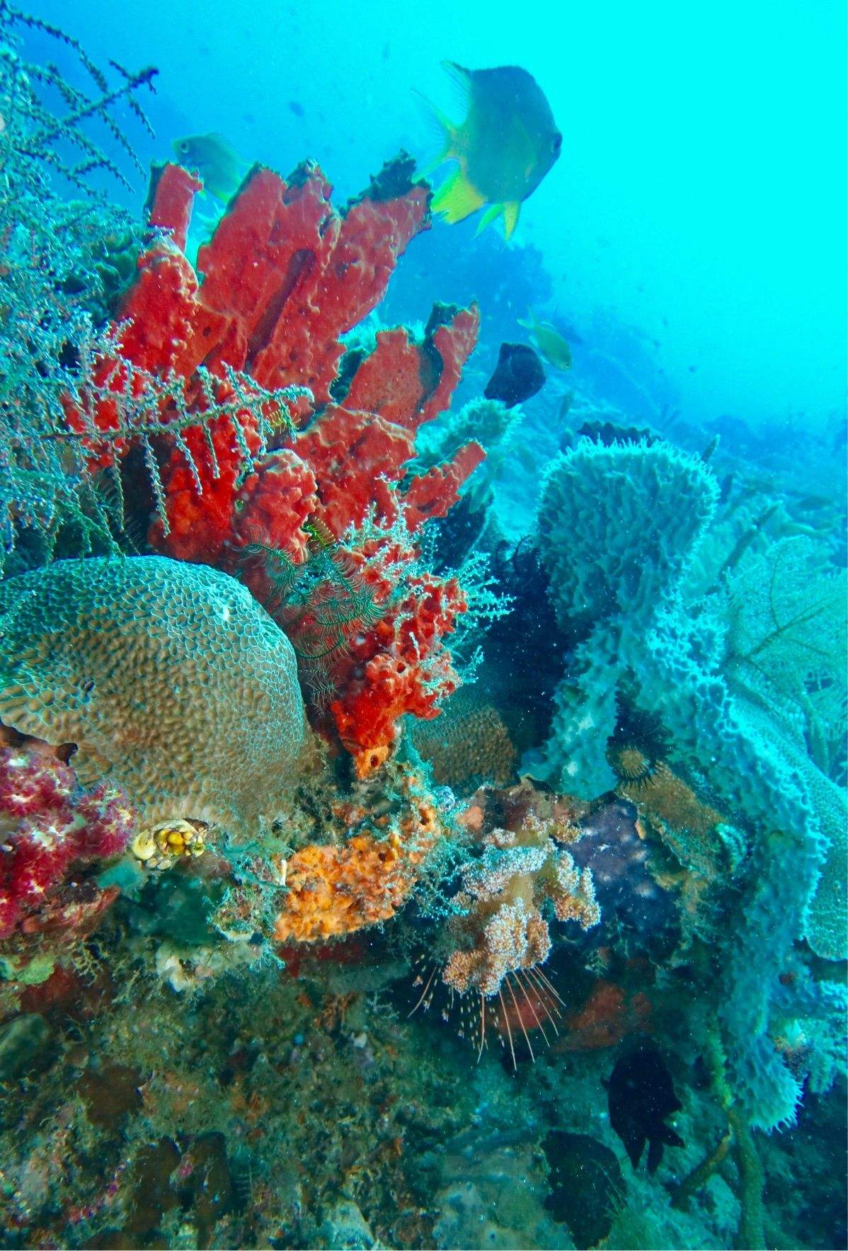 潜水胜地中有哪些独特的海底生物