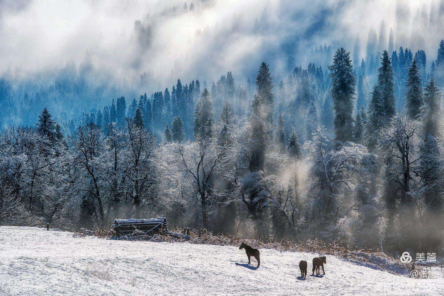 如何在旅途中捕捉到冬季雪地的宁静美景